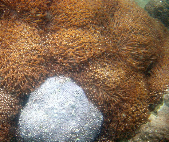  Goniopora columna (Flowerpot Coral)